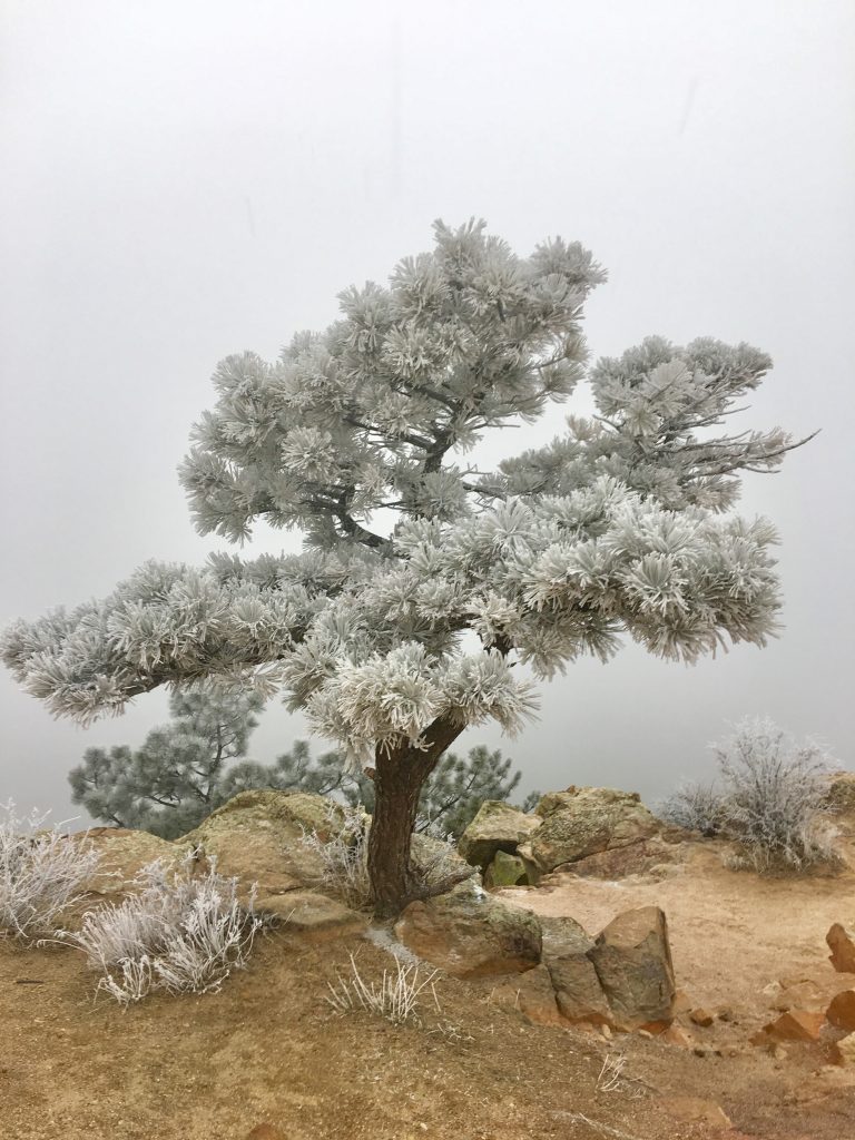 Snow tree